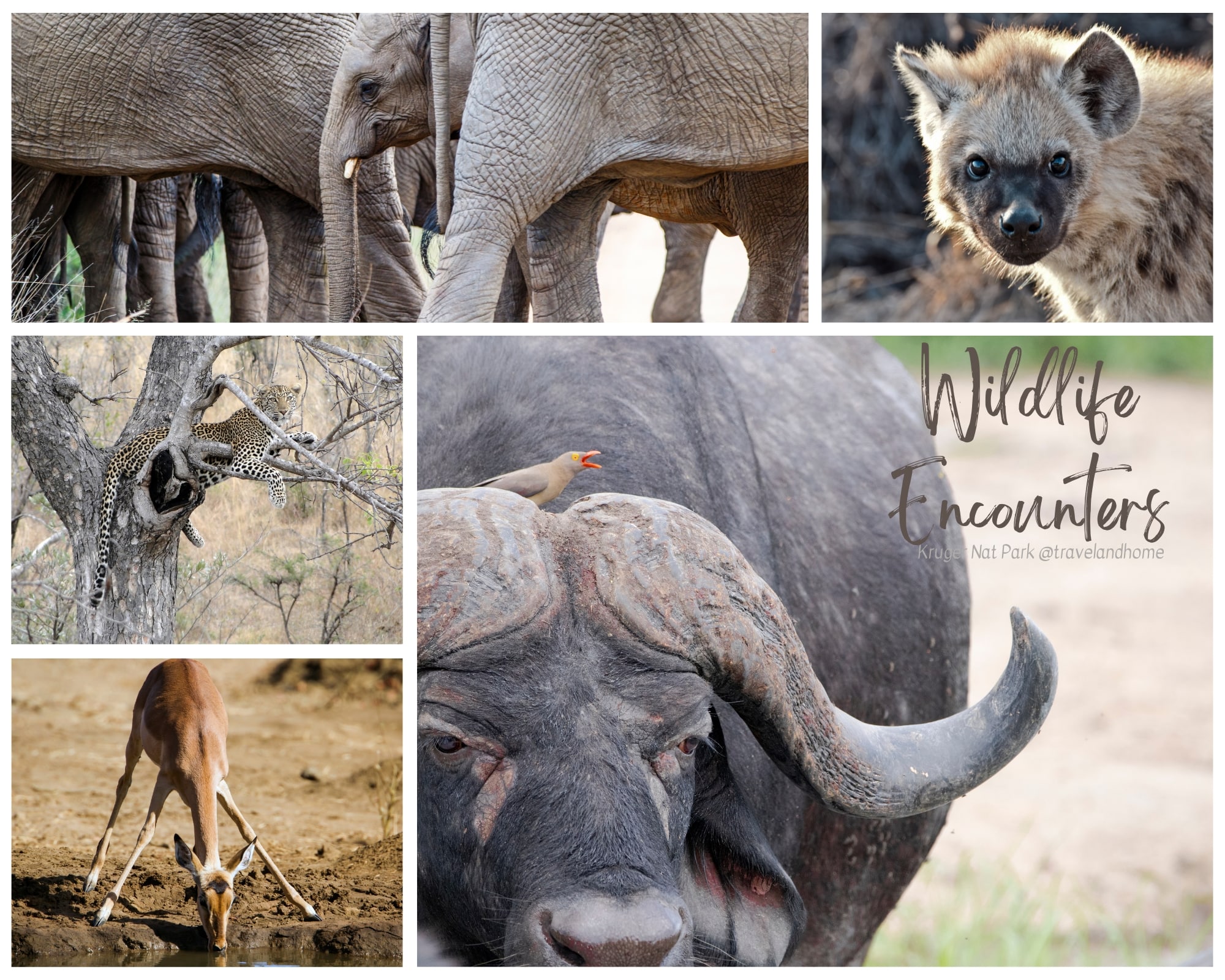 Kruger National Park, safari, south africa, wildlife encounters, nature and game reserve min