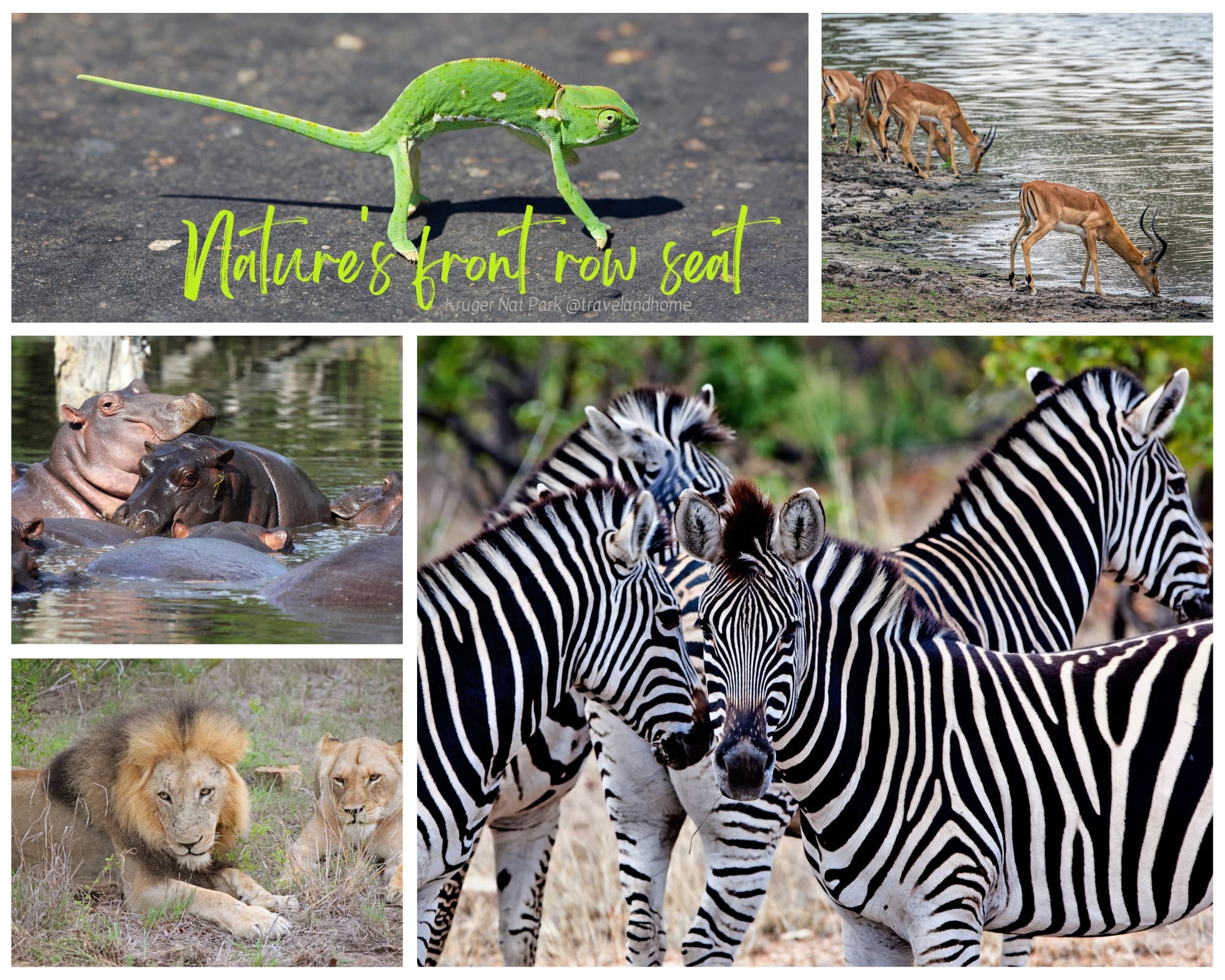 Kruger National Park, safari, south africa, wildlife, nature and game reserve min