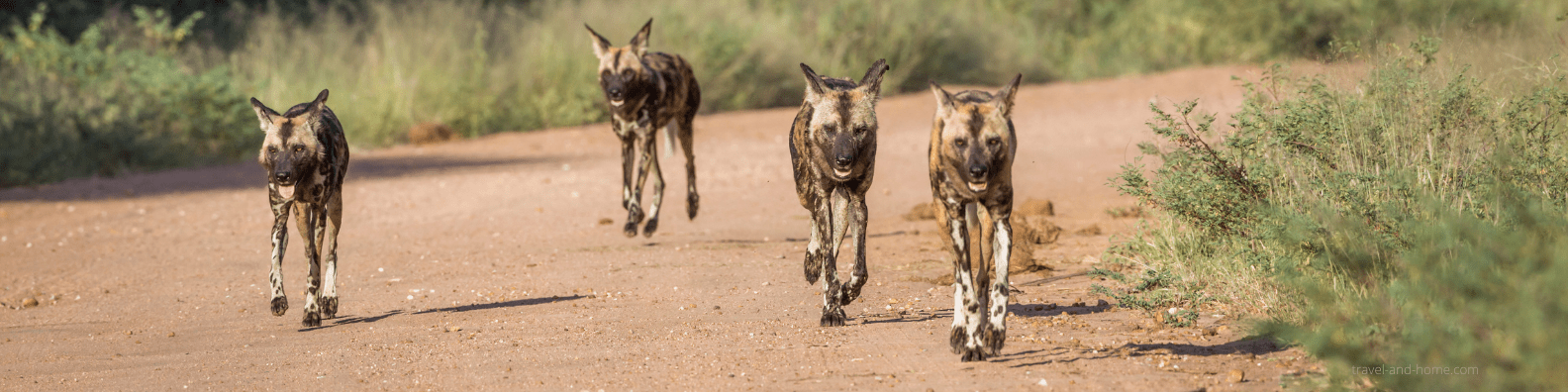 Kruger National Park wild dogs safari bush game reserve south africa tour