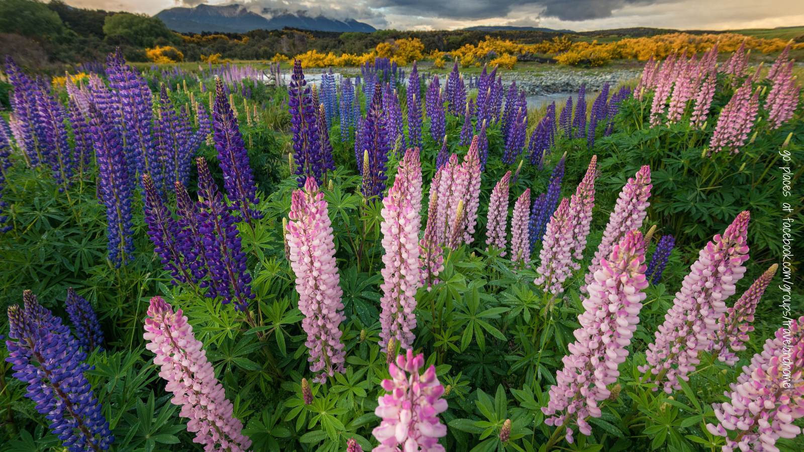 Lupins New Zealand flowers in bloom