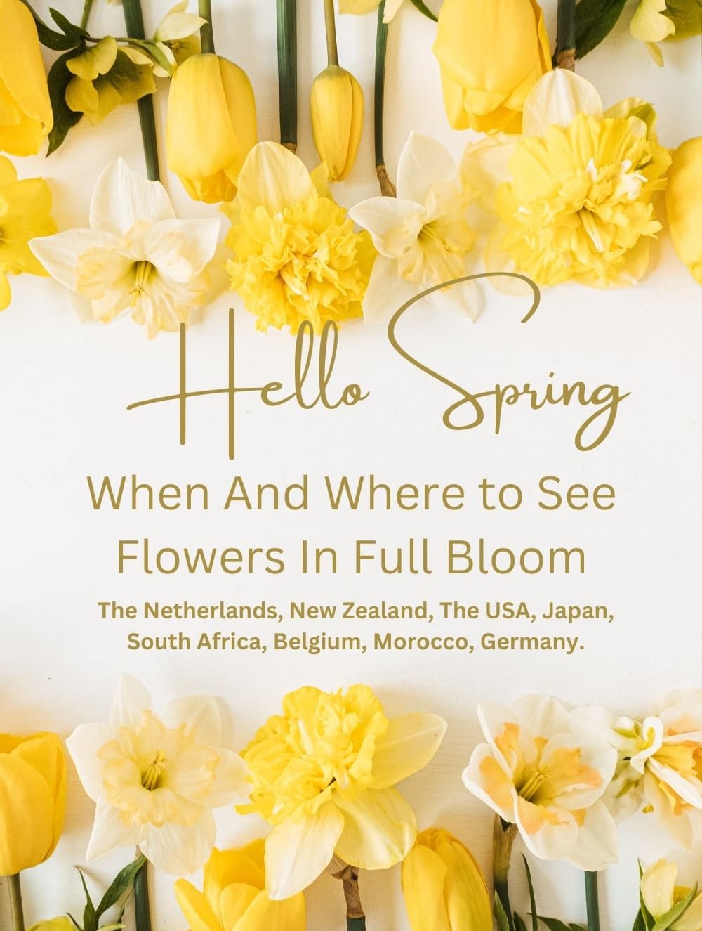 When And Where to See Flowers In Full Bloom Netherlands New Zealand USA Japan South Africa Belgium Morocco Germany travel and home min
