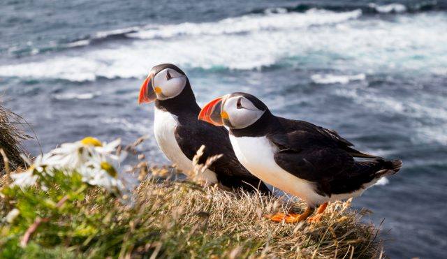 Where to find Atlantic Puffins in the world Iceland