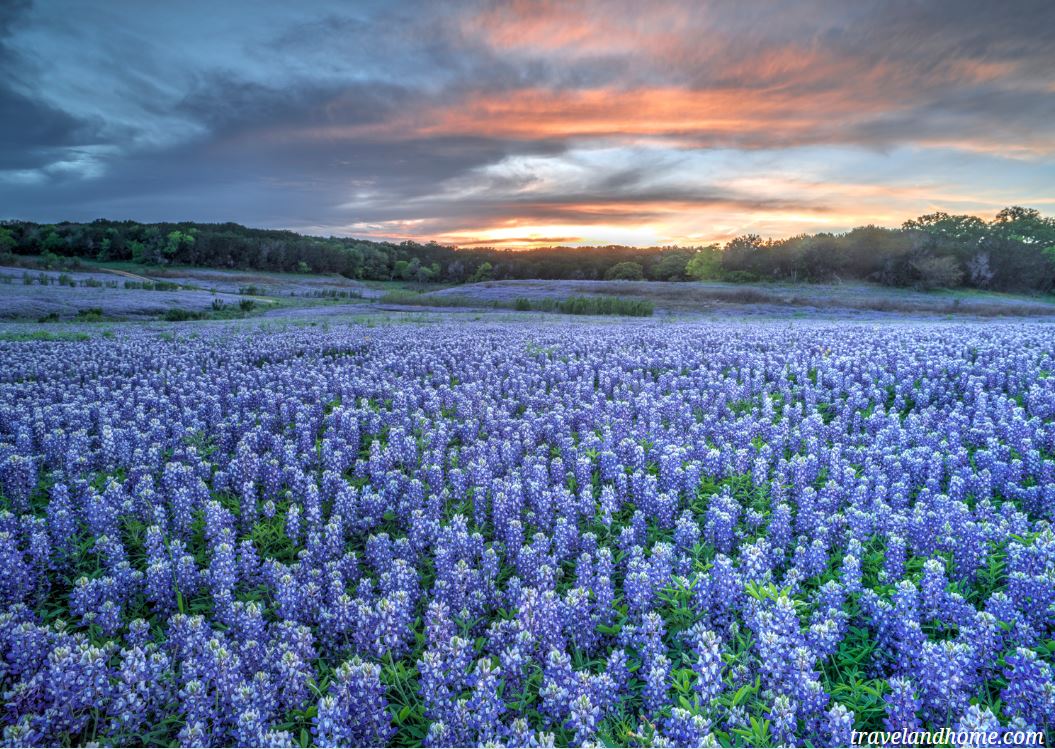 Bluebonnets fiels in Texas, USA, best places to see flower fields