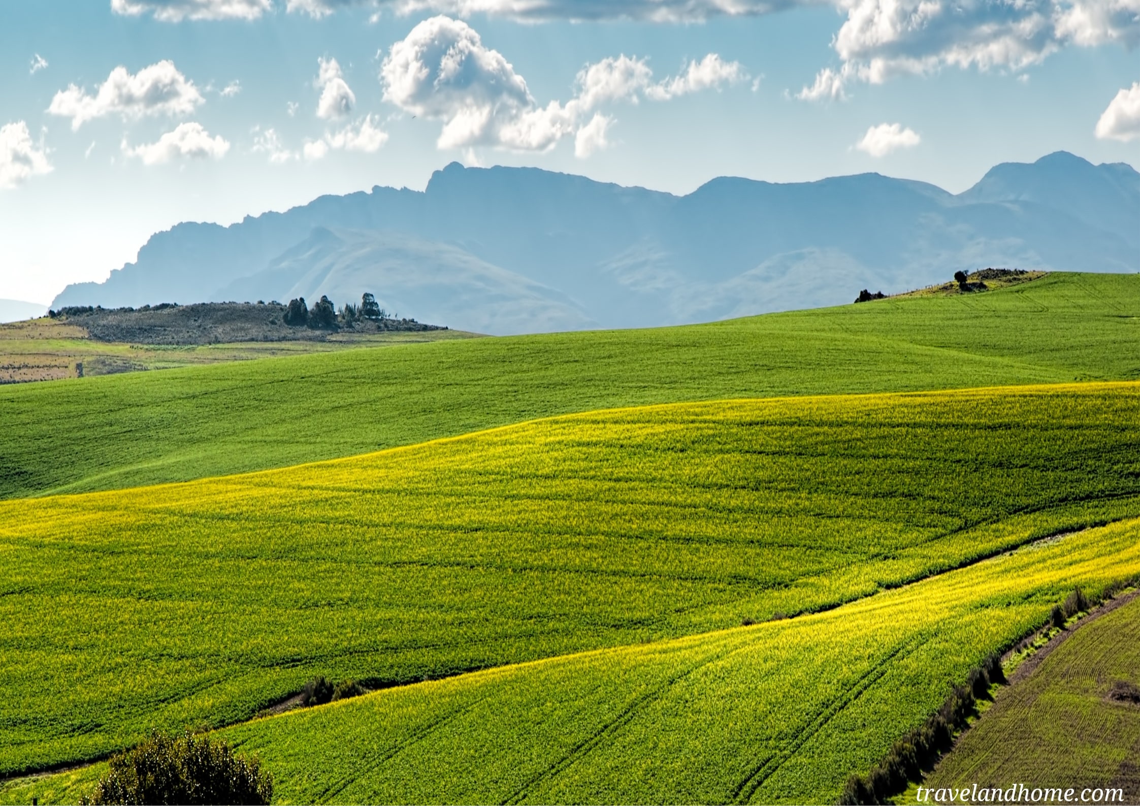 Canola fields in the Overberg region, South Africa min