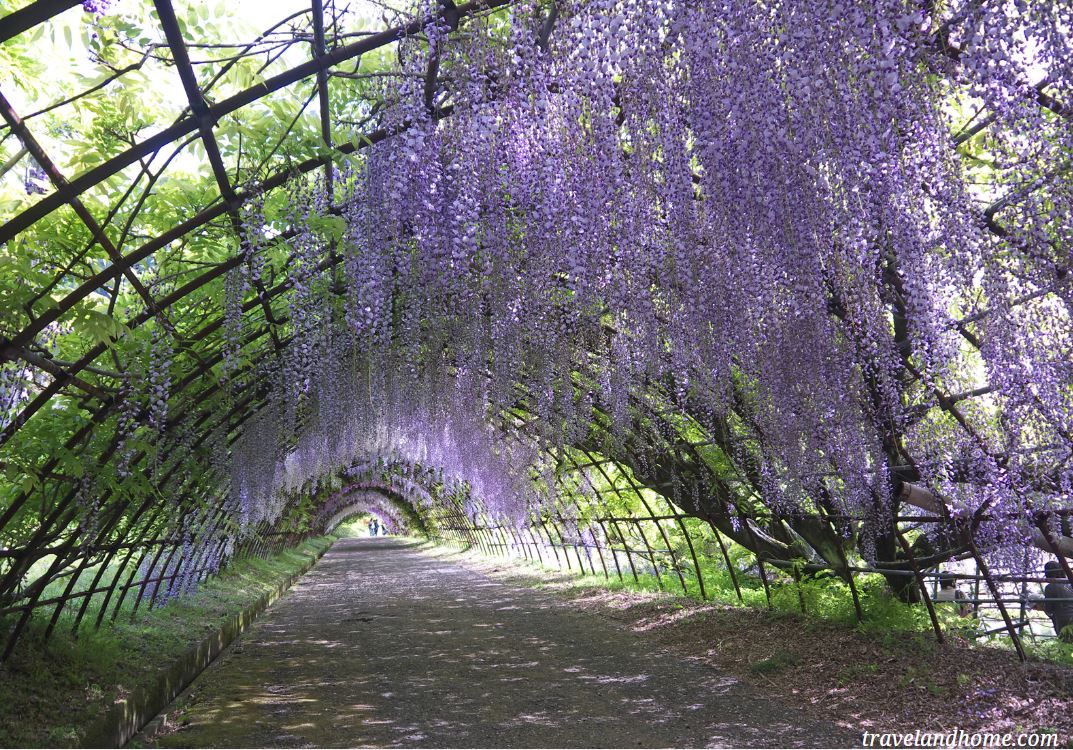 Home to the famous Wisteria Tunnel, Ashikaga Flower Park in Tochigi showcases about wisteria displays in full bloom around mid April to early May min