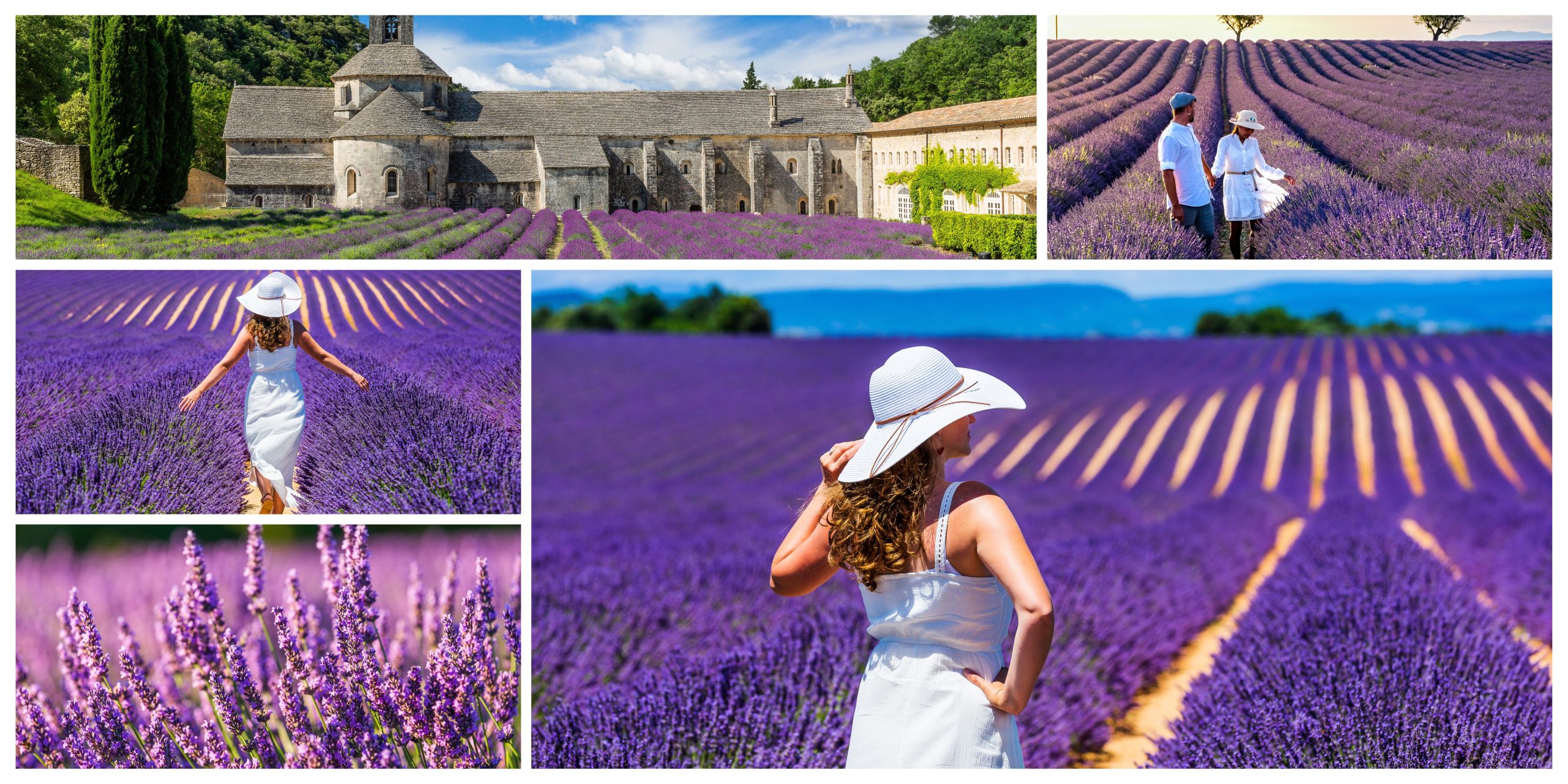 visit the lavender fields of France