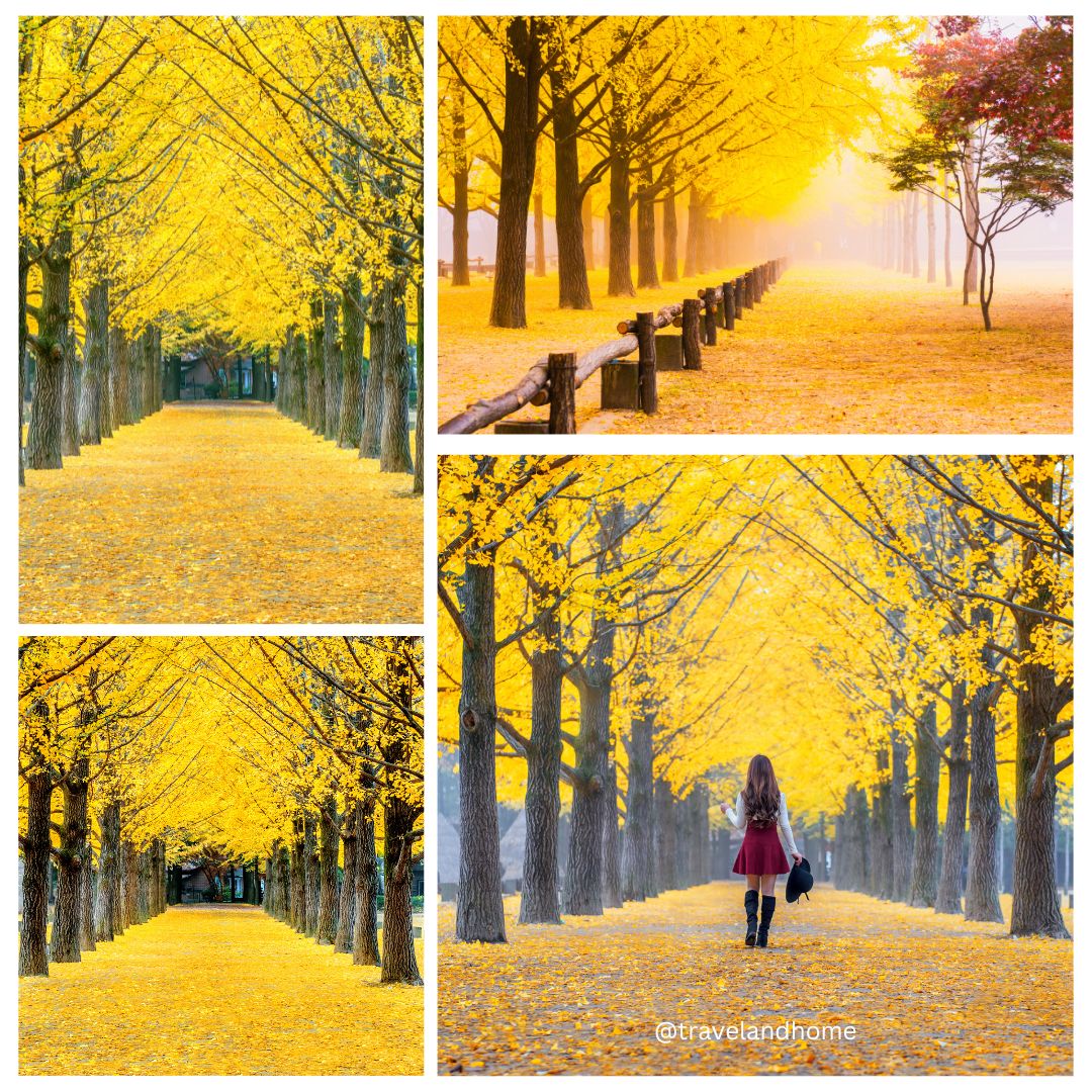 Visit Nami Island for the most beautiful autumn colors in the world