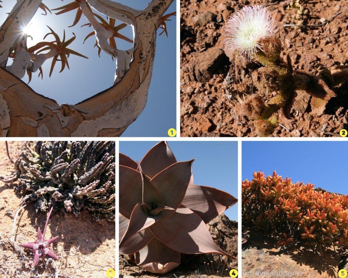 Kokerboom, . Sandslaai, . Pedunculata, . Strepiesaalwyn, Strichiata, . Boesmandruiwe