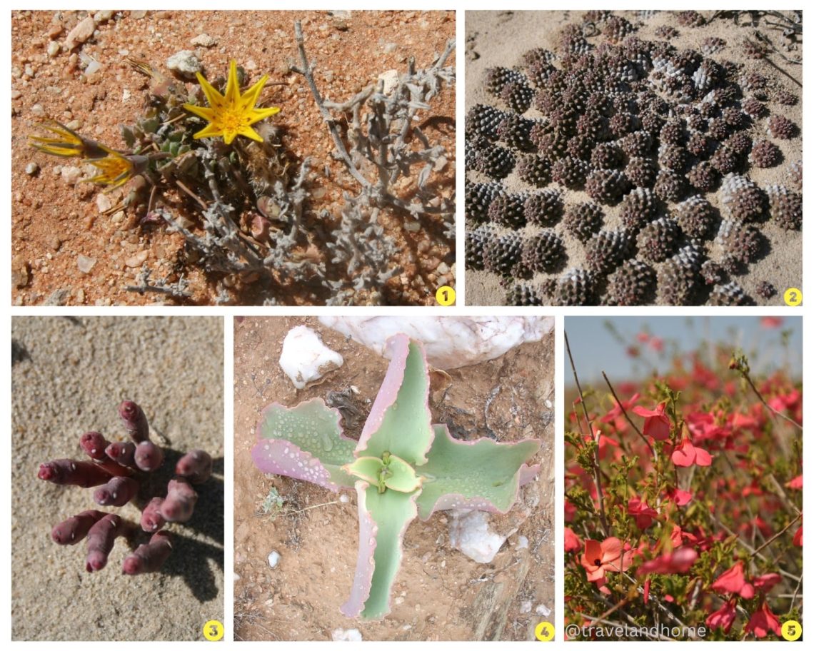 Namakwaland, Namaqualand, plants