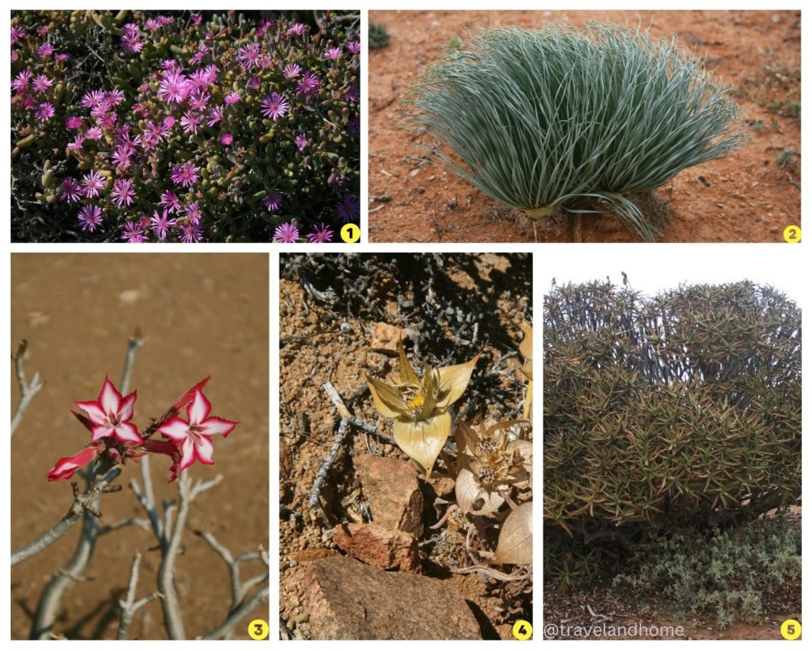 Vygie, . Kukumakranka, . Tulp, .Perdeblom, . Nooienskokerboom
