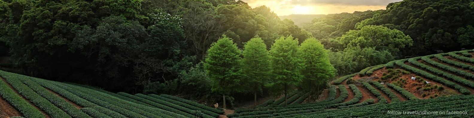Tea Plantation in Taiwan at Sunset, travel and home min