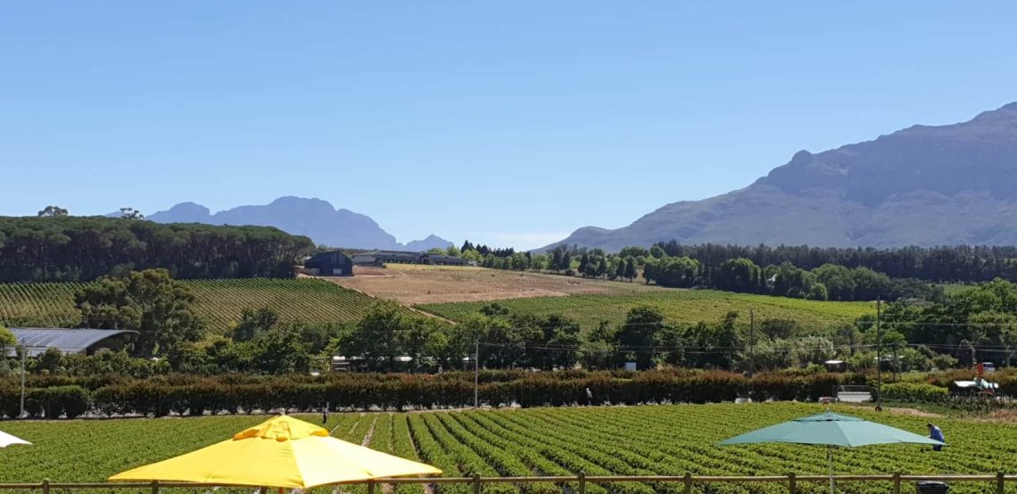 Visit Stellenbosch - best things to do - go strawberry picking with the kids