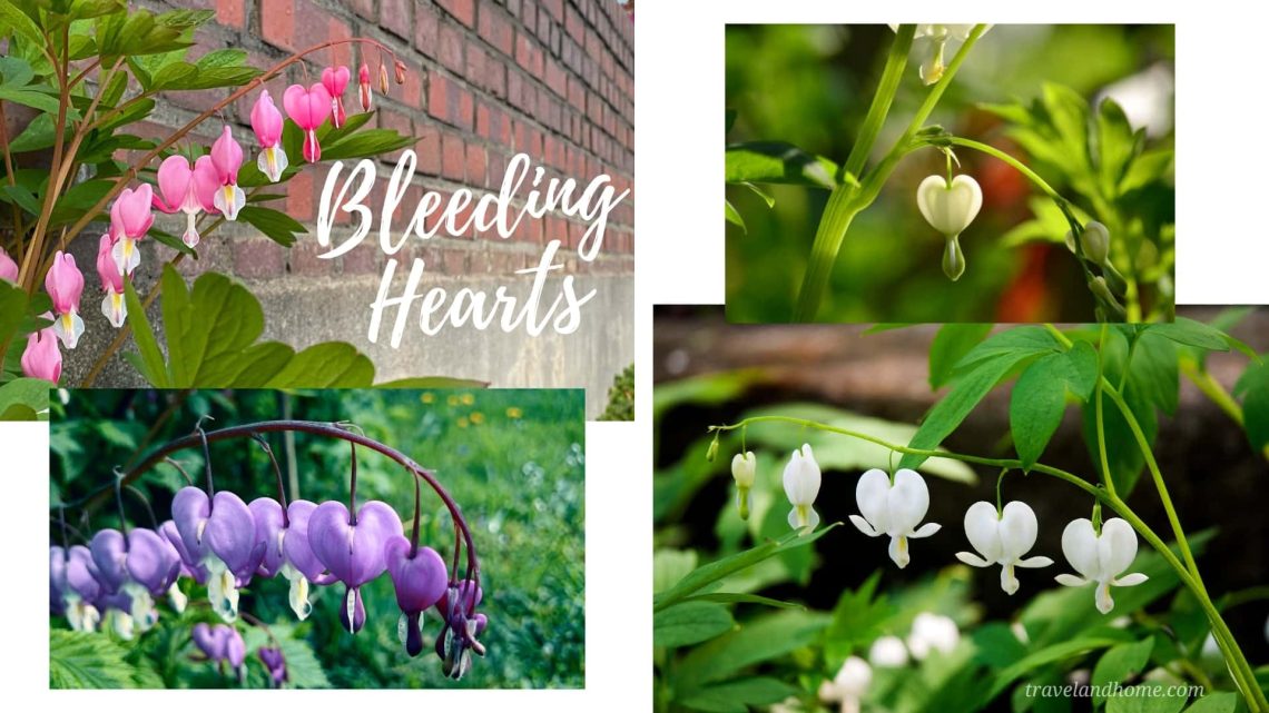 Bleeding Hearts, Lamprocapnos spectabilis, most unusual flowers in the world, lifestyle, gardening, travel and home, travelandhome min