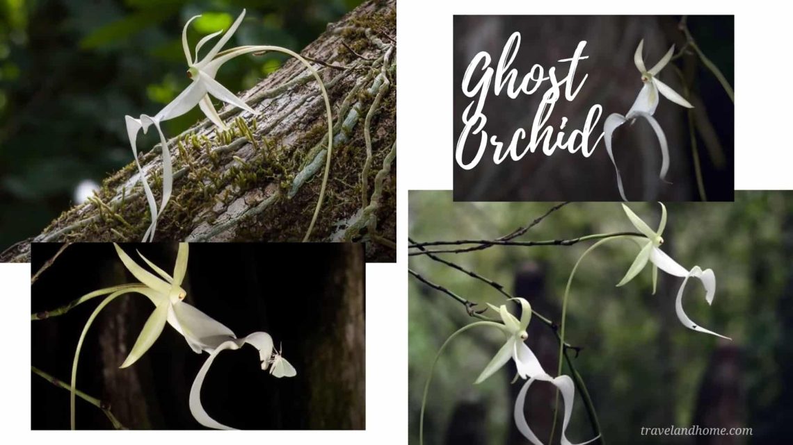 Ghost Orchid (Dendrophylax lindenii), most unusual flowers in the world, lifestyle, gardening, travel and home, travelandhome min