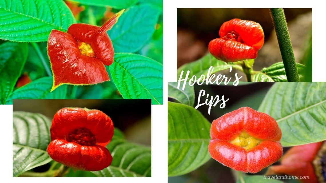 Hooker's Lips (Psychotria elata), most unusual flowers in the world, lifestyle, gardening, travel and home, travelandhome min
