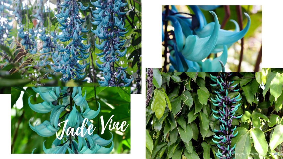 Jade Vine (Strongylodon macrobotrys), most unusual flowers in the world, lifestyle, gardening, travel and home, travelandhome min