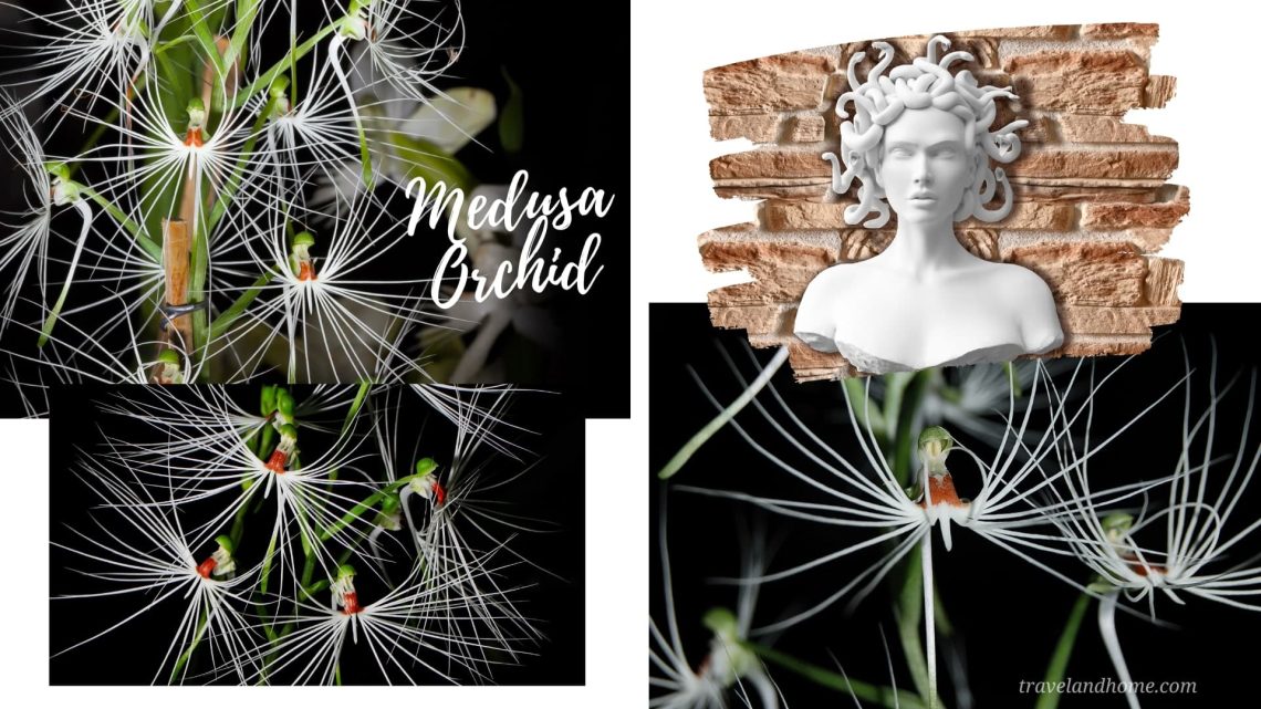 Medusa Orchid (Habenaria medusa), most unusual flowers in the world, lifestyle, gardening, travel and home, travelandhome min