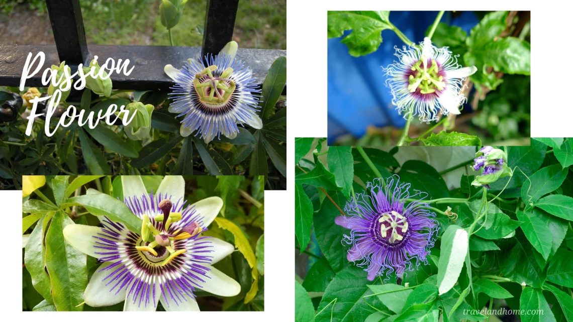 Passionflower (Passiflora incarnata), most unusual flowers in the world, lifestyle, gardening, travel and home, travelandhome min