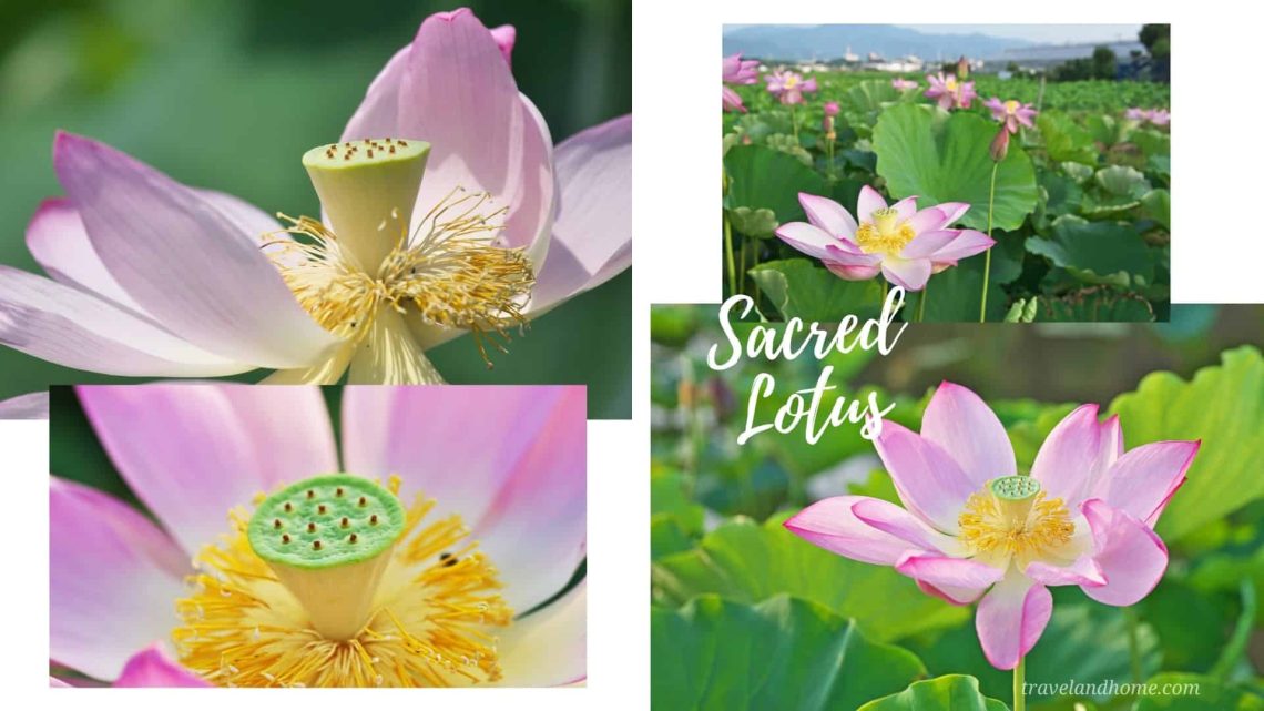 Sacred Lotus (Nelumbo nucifera), most unusual flowers in the world, lifestyle, gardening, travel and home, travelandhome min