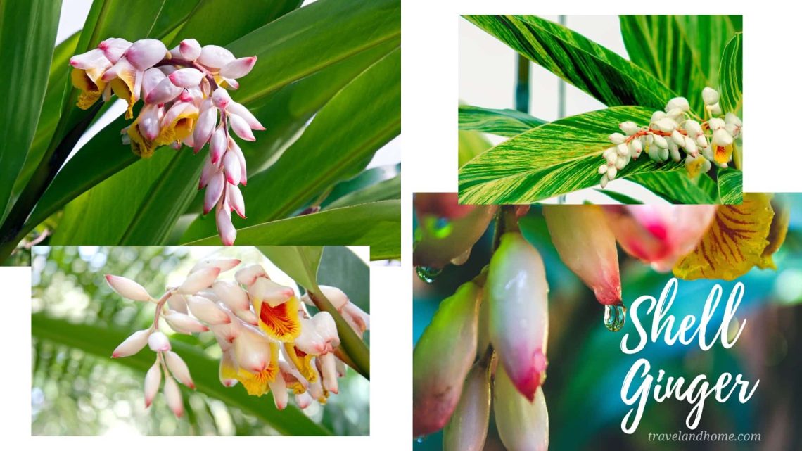 Shell Ginger (Alpinia zerumbet), most unusual flowers in the world, lifestyle, gardening, travel and home, travelandhome min