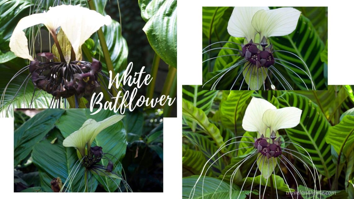 White Batflower (Tacca integrifolia), most unusual flowers in the world, lifestyle, gardening, travel and home, travelandhome min