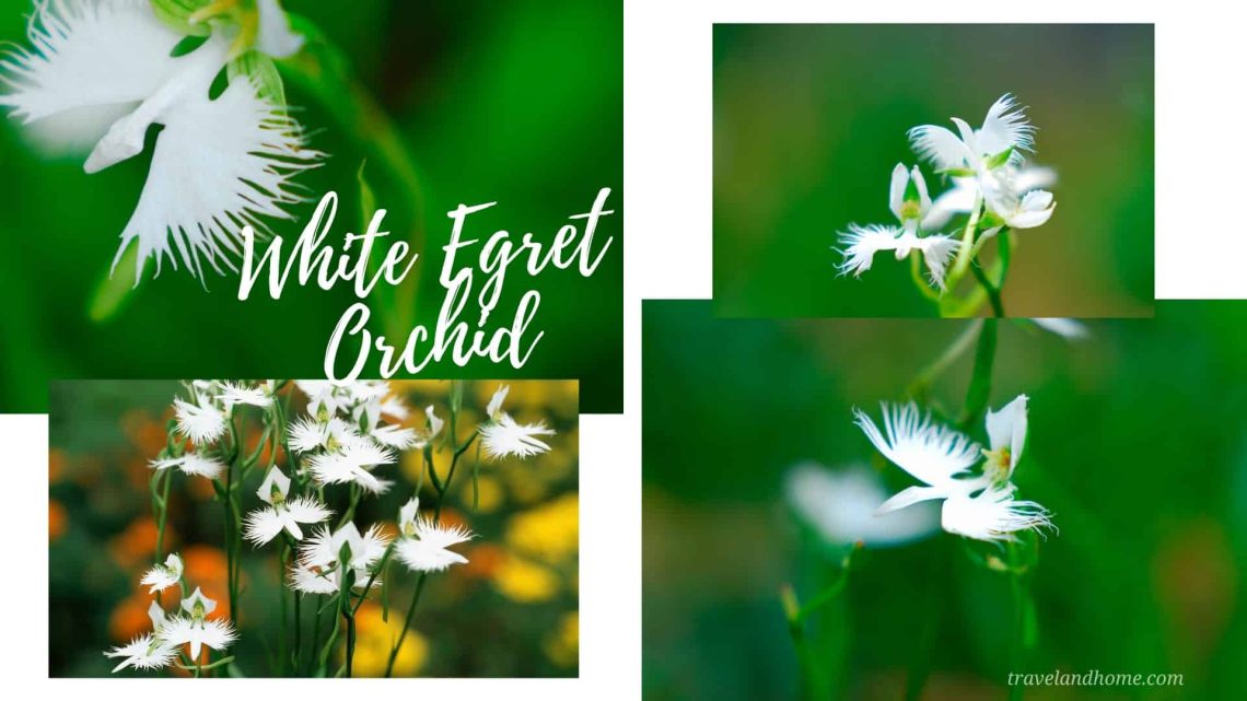 White Egret Orchid (Habenaria radiata), most unusual flowers in the world, lifestyle, gardening, travel and home, travelandhome min