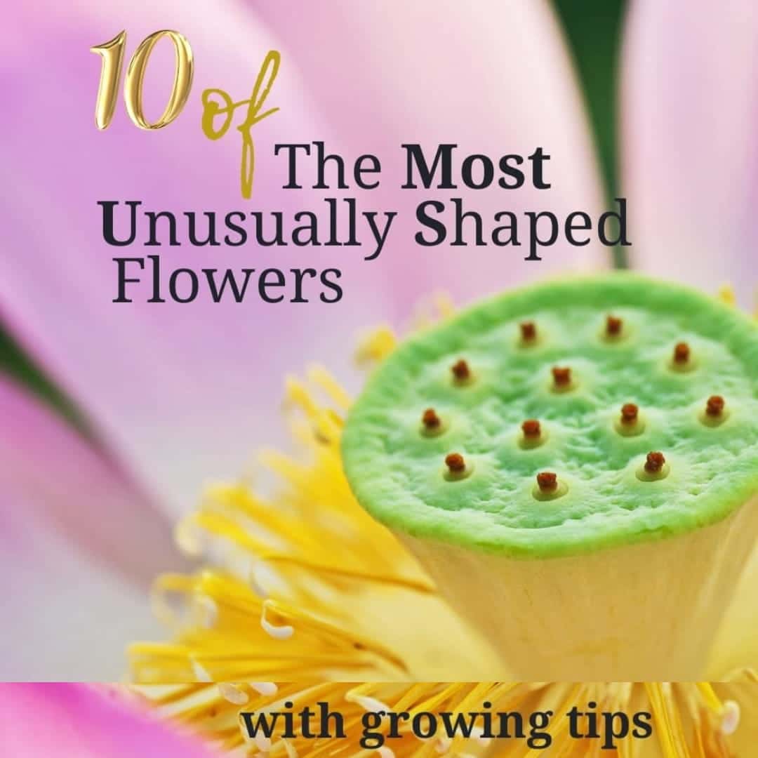 Most unusually shaped flowers in the world