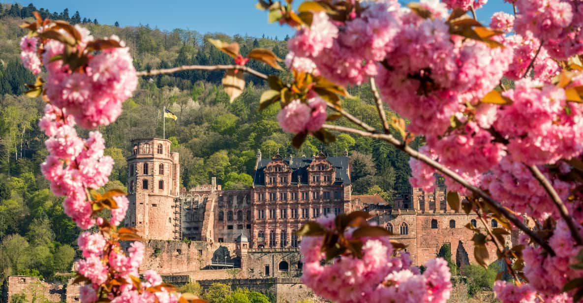 Heidelberg by bus, expert guide, Heidelberg Castle