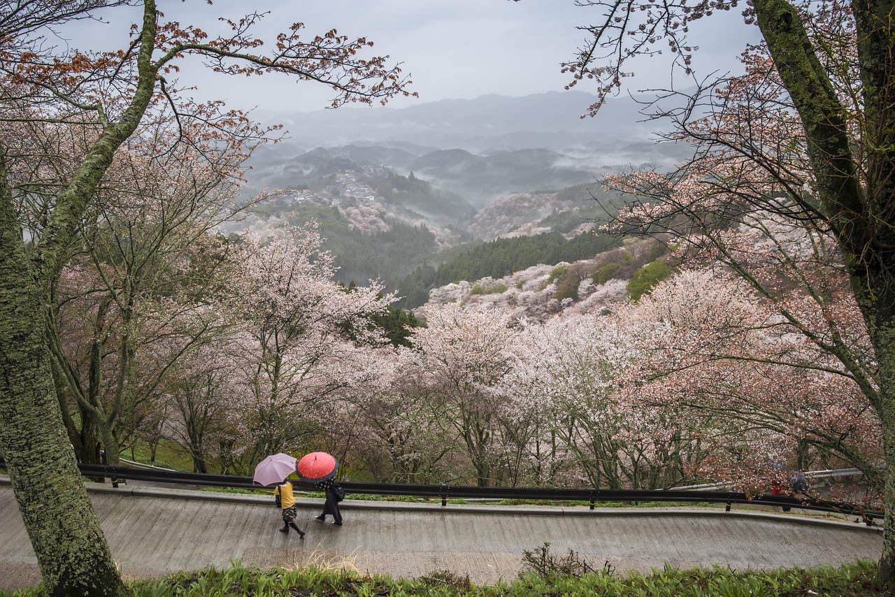 Yoshino In Japan - Cherry Blossom Season