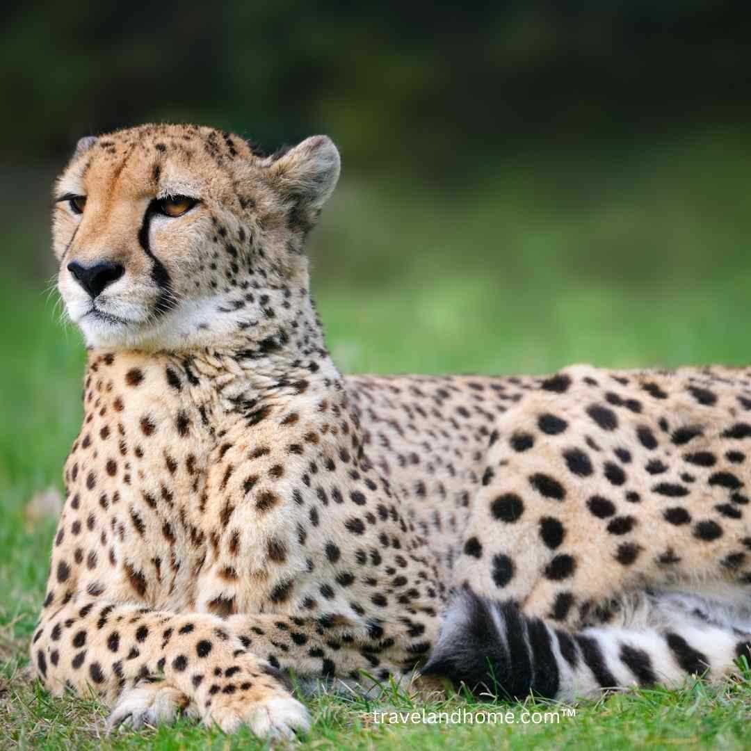 Cheetah sightings in Africa