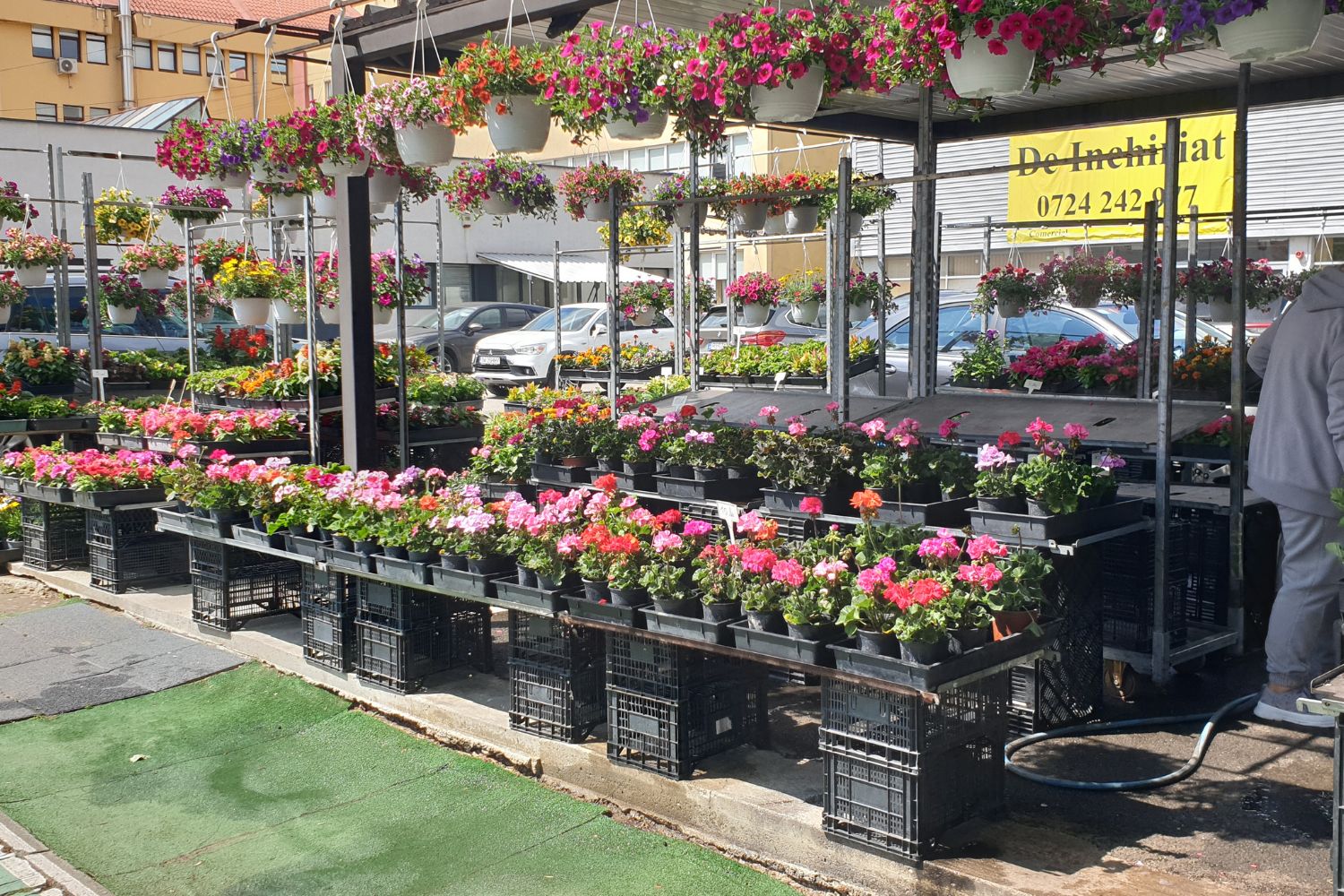 Flower plant sellers in Romania