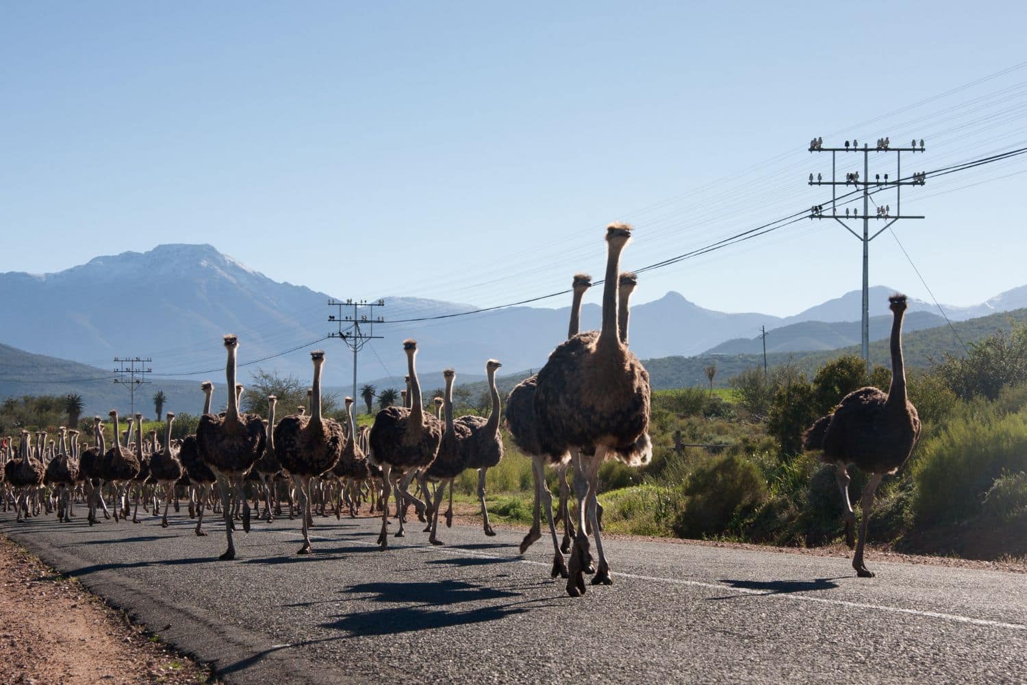 Ostrich running in the streets of South Africa - near Oudtshoorn