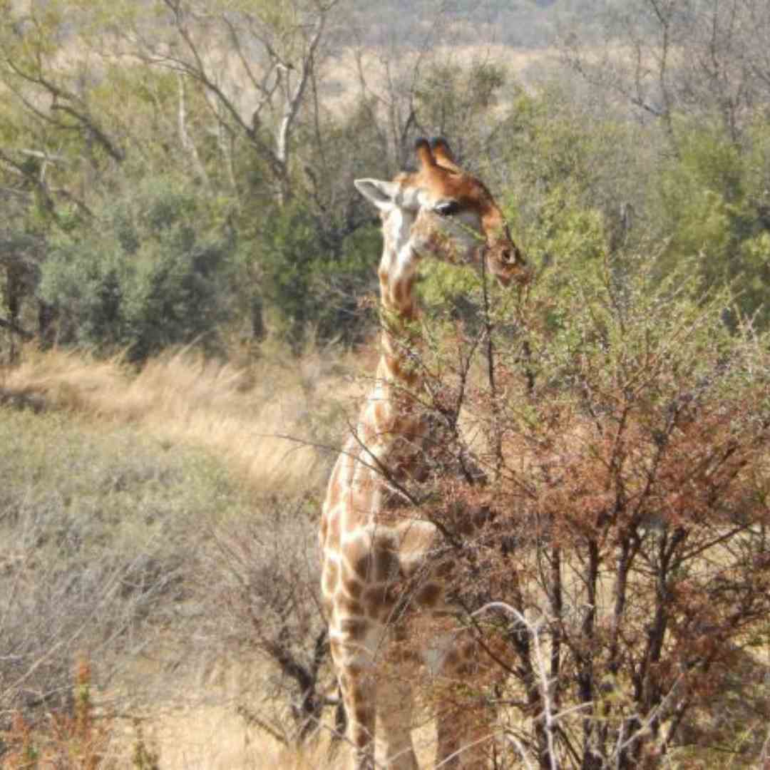 Pilanesberg Game Reserve is well worth a visit - South Africa