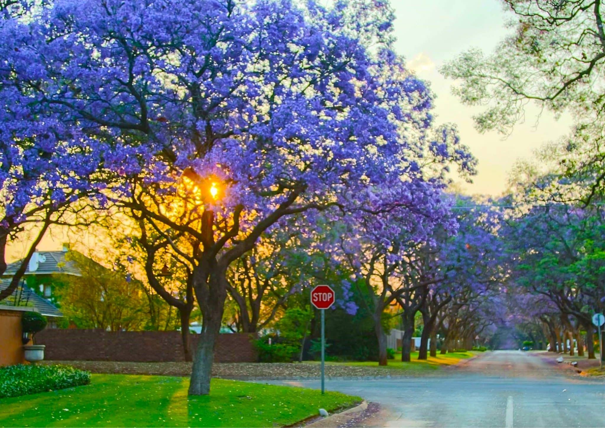 Pretoria Sunrise in Waterkloof