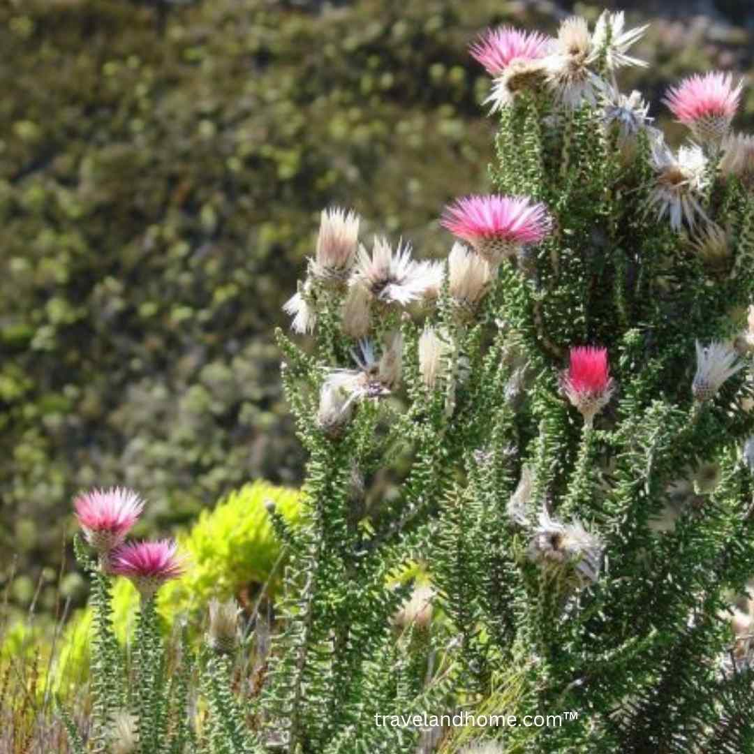 Sewejaartjies - Flowers in Kleinmond and Hermanus