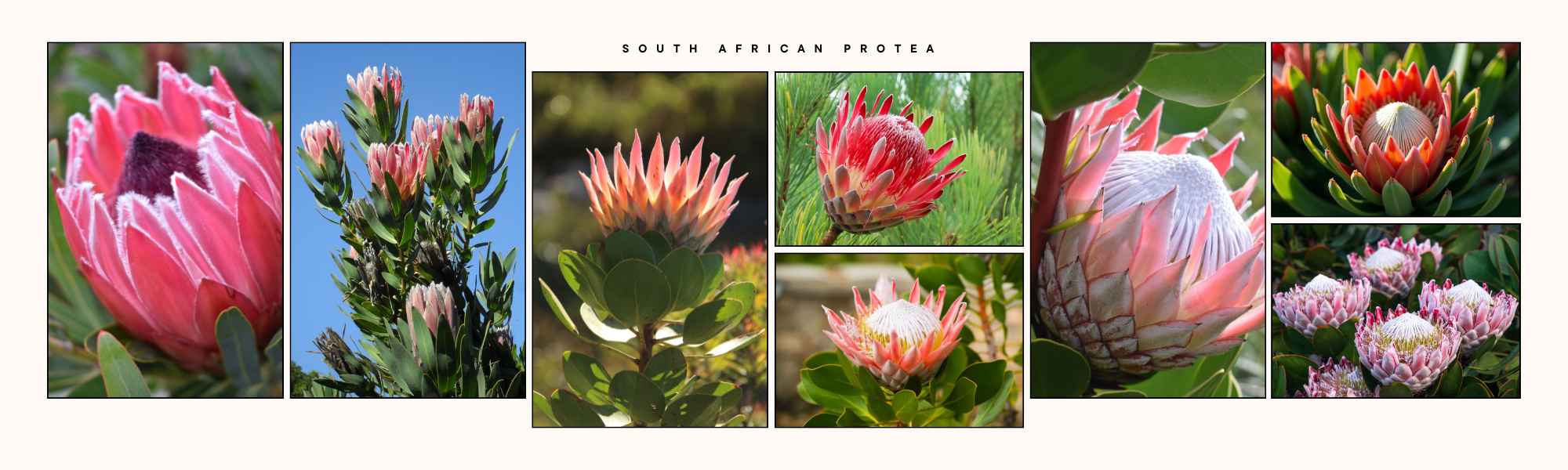 South African Protea - National Flower