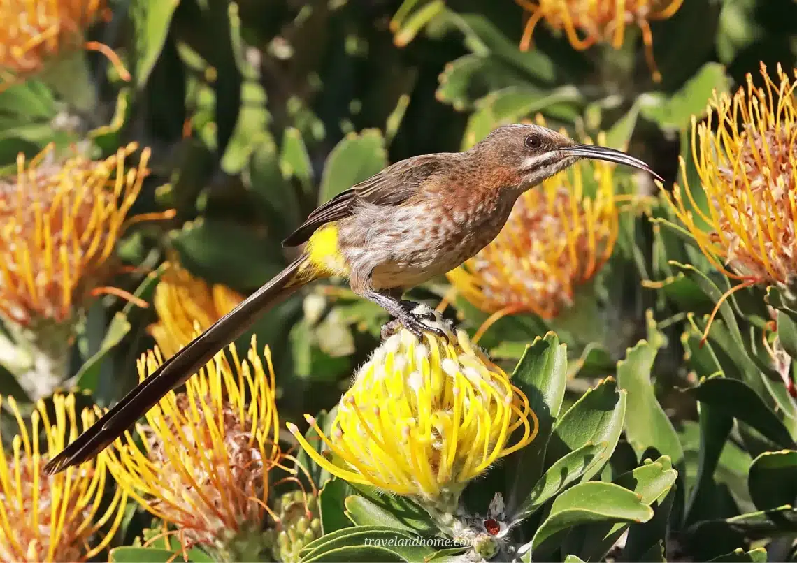 South Africa's best, sugarbird feeding on the proteas