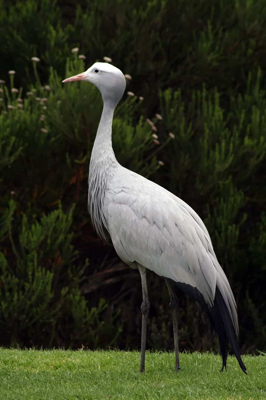 South Africa's national bird is the Blue Crane bird