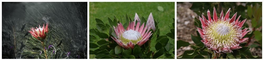 South Africa's national flower is the King Protea