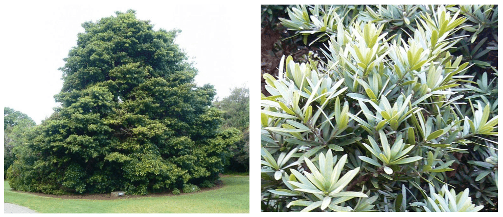 South Africa's national tree is the Real Yellowwood, Podocarpus latifolius