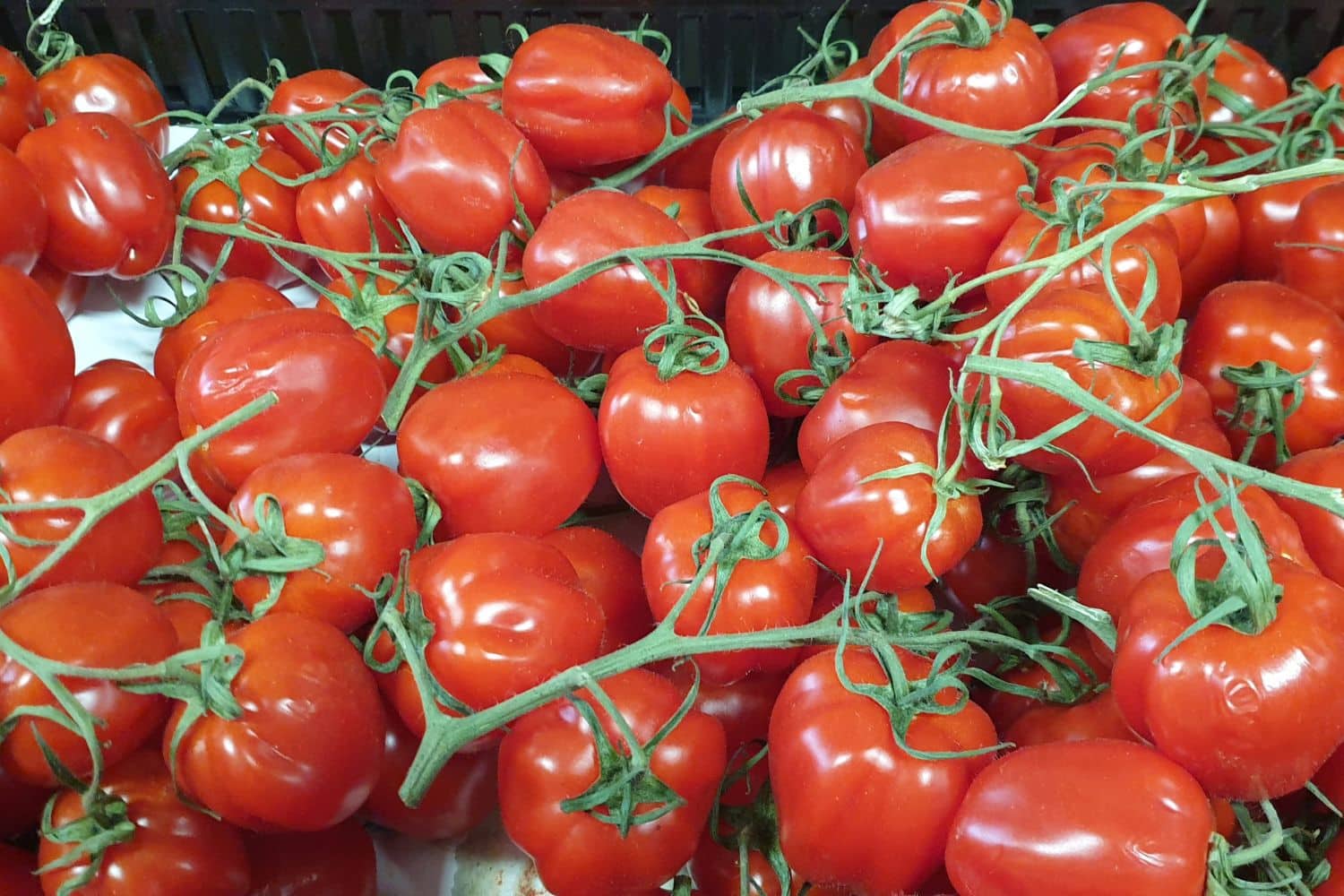Tomatoes in a shop in Szeged Hungary