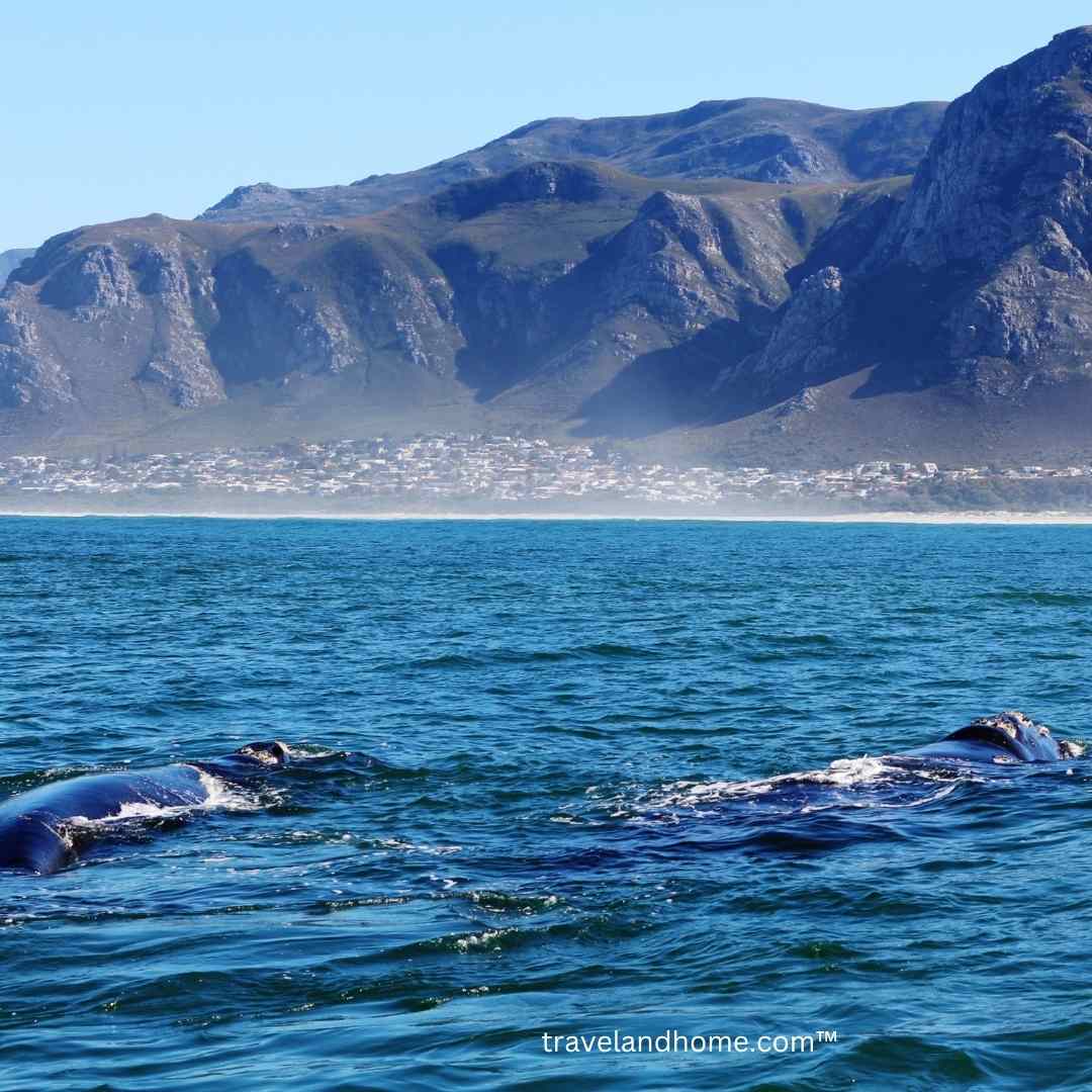 Top 10 best things to do in Hermanus