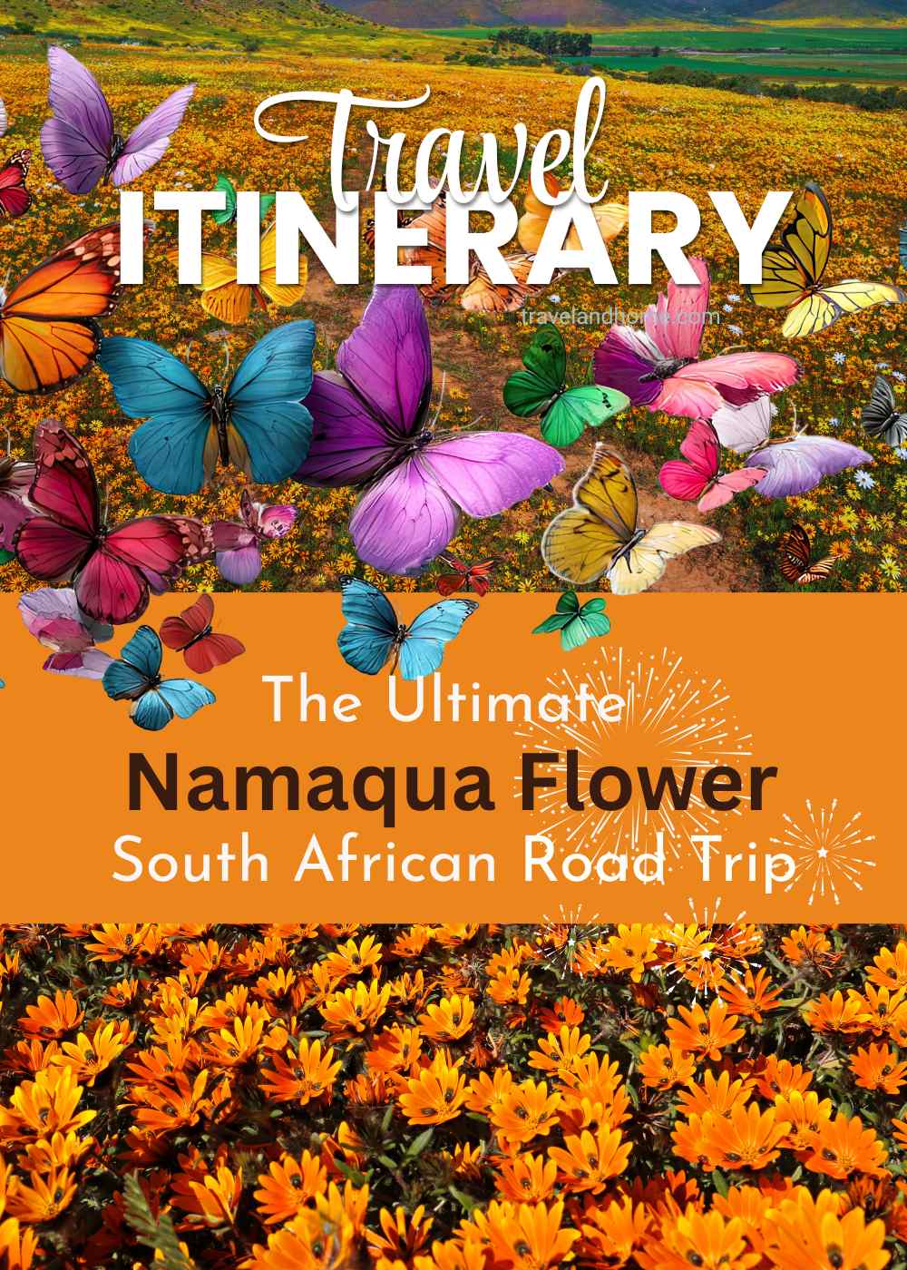 Travel Itinerary - The Ulitmate South African Road Trip Namakwaland - Namaqua Flowers