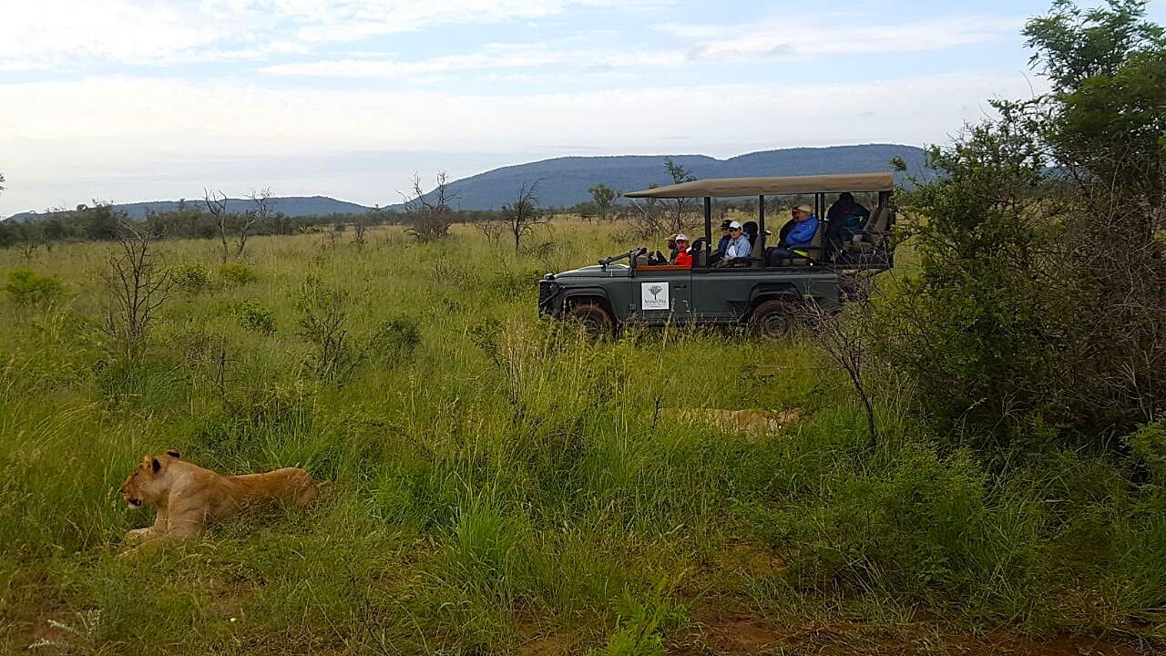 Unforgettable travel experiences, Big Five, Lion, South Africa, wildlife