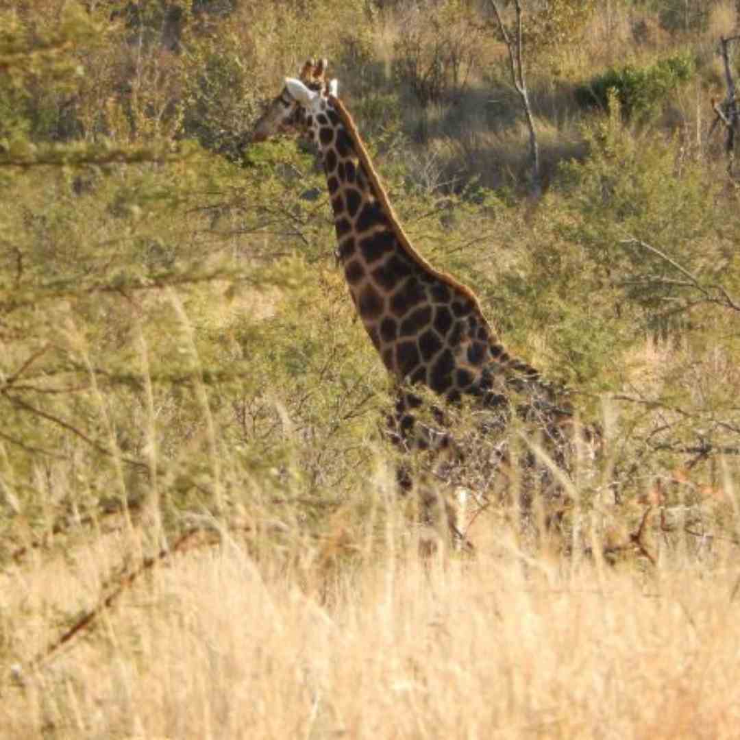 Visit Pilanesberg Game Reserve near Rustenburg