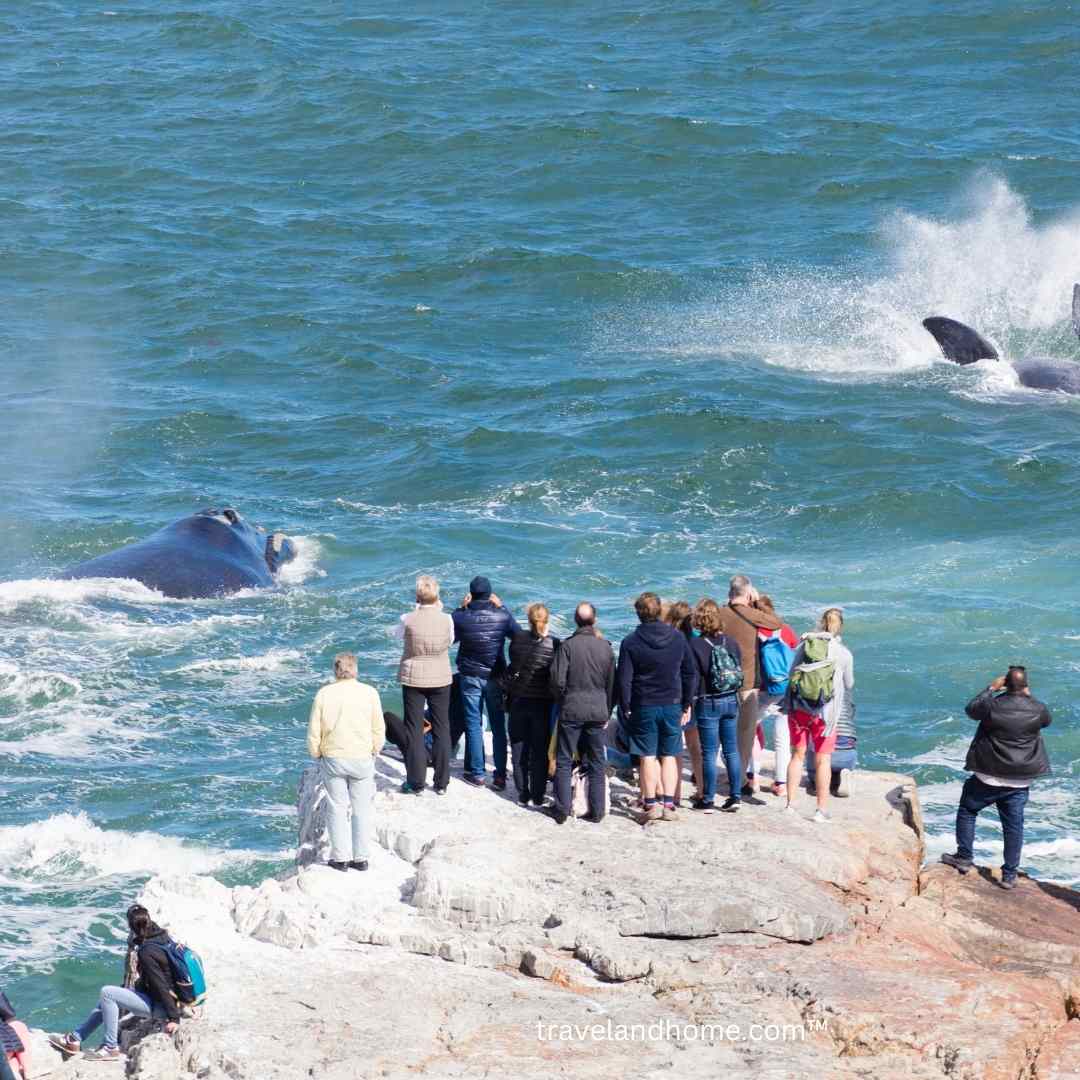 whale watching season in Hermanus South Africa