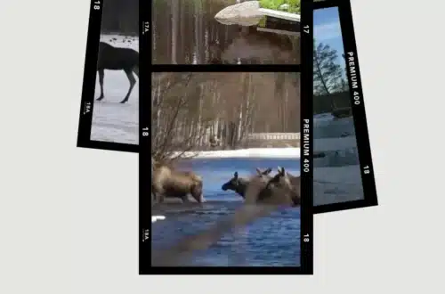 Where and when is the Moose Migration in Sweden, travel and home