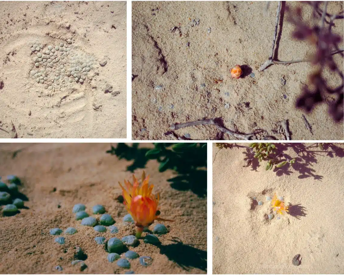 Fenestraria rhopalophylla subsp aurantiaca, venster blommetjies, flowers in Namaqualand