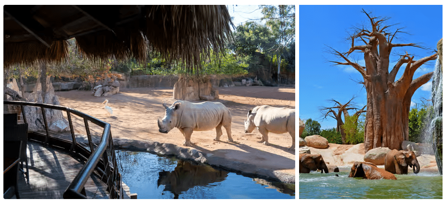 Explore the heart of Africa without leaving Europe with an entrance ticket to Bioparc ValenciaValencia with Kids: Family-Friendly Attractions for a Memorable Holiday
