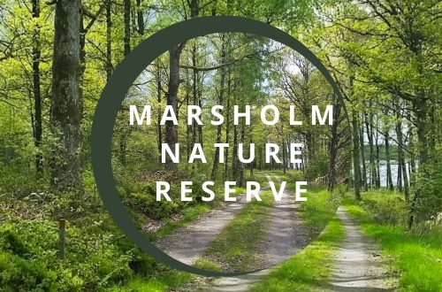 Marsholm Nature Reserve in Sweden, A Peaceful Swedish Escape You’ll Want All to Yourself min